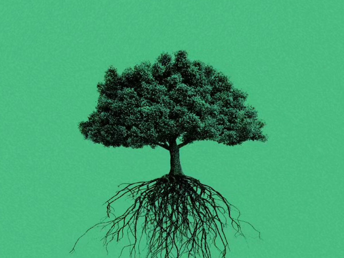 CARBON: From Roots to Pixels: When Art Meets Ecology