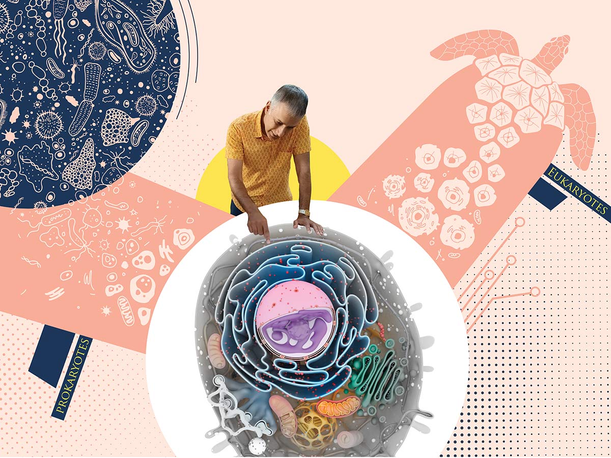 The Astonishing Story of Complex Cells