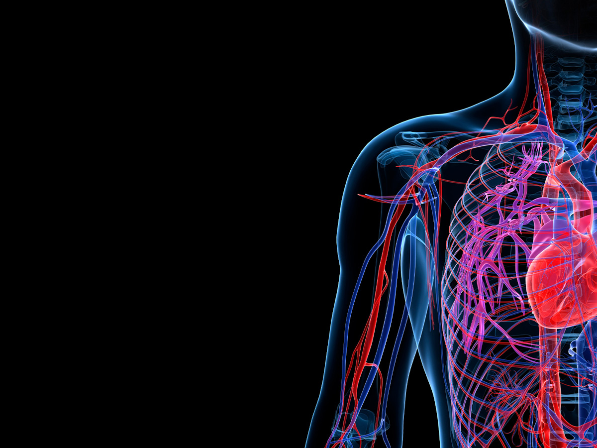 Engineering Human Blood Vessels – Fact or Fiction?