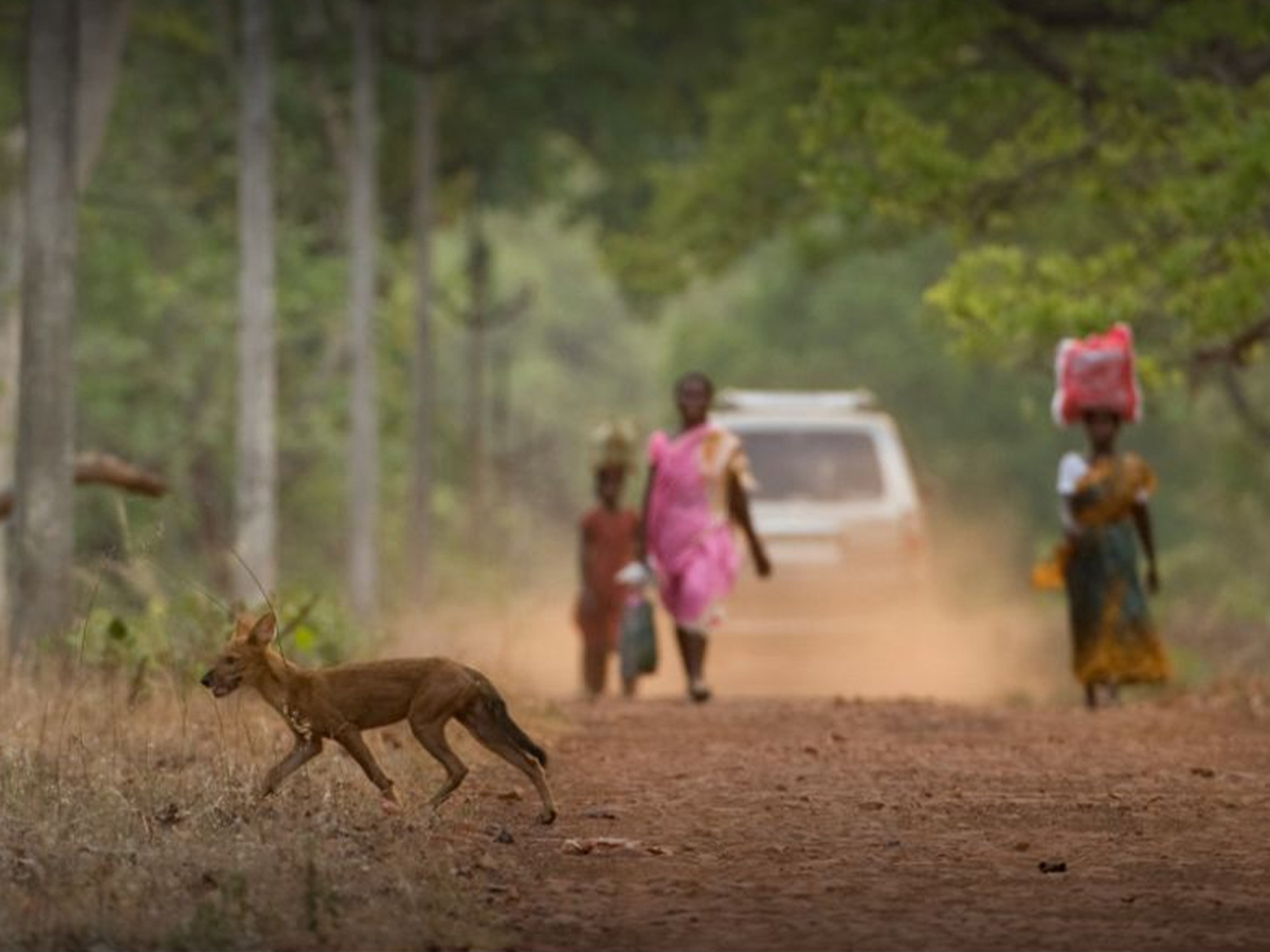 Common Ground: Stories of Human-Wildlife Coexistence