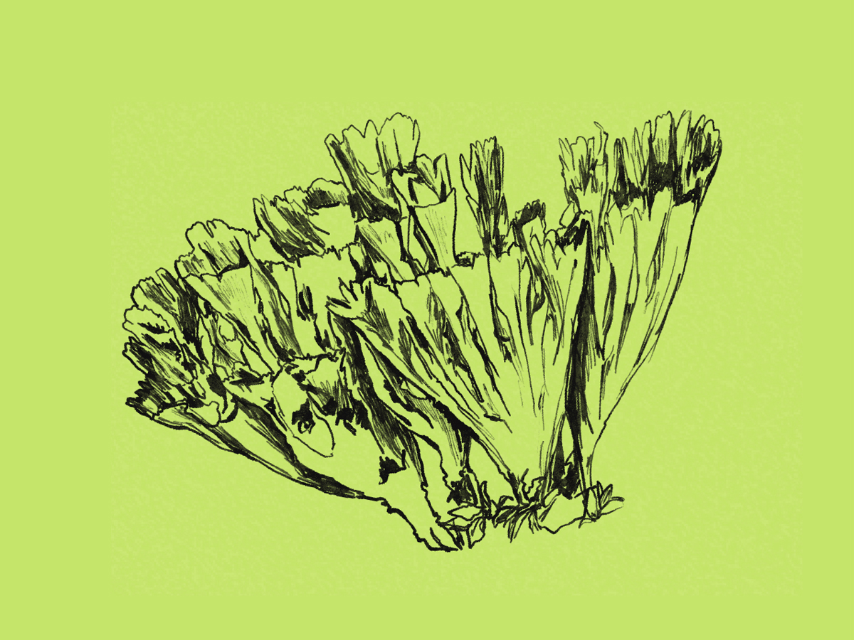 CARBON: Terra Myco: A Mushroom Foraging Journey