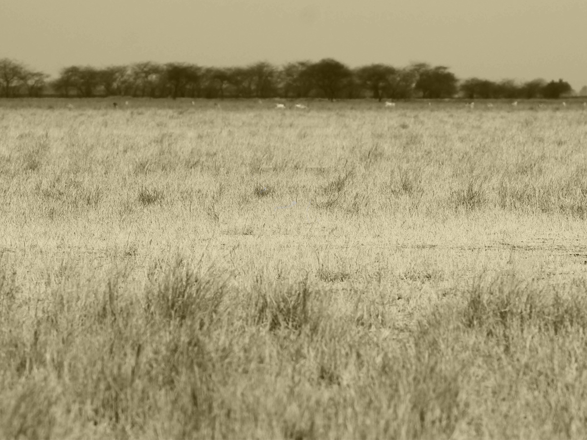 Savannas and Grasslands of India: Misclassified, Undervalued and Threatened