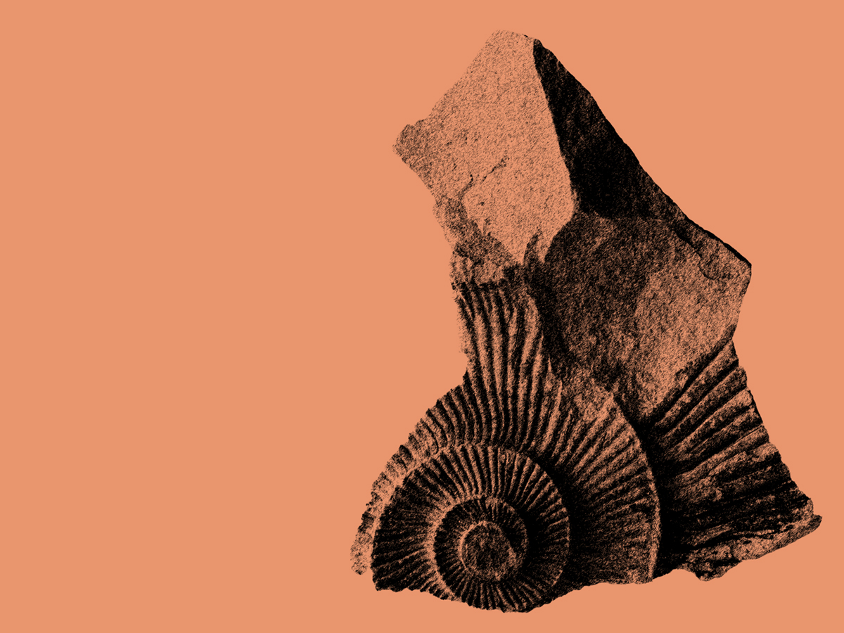 Shell Chronicles: Exploring Deep Time through Seashell Fossils