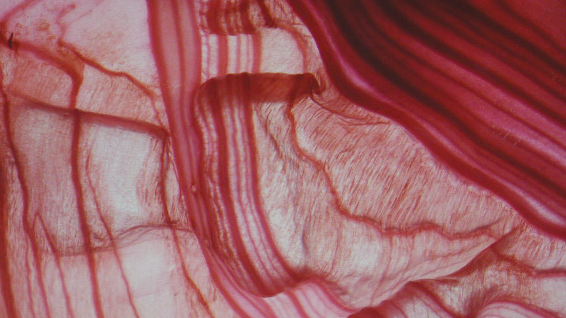 <a href="/content/infosys-isf/en/jury/life-sciences.html" title="Image credit: Prof. Jane Langdale">Image credit: Prof. Jane Langdale</a>